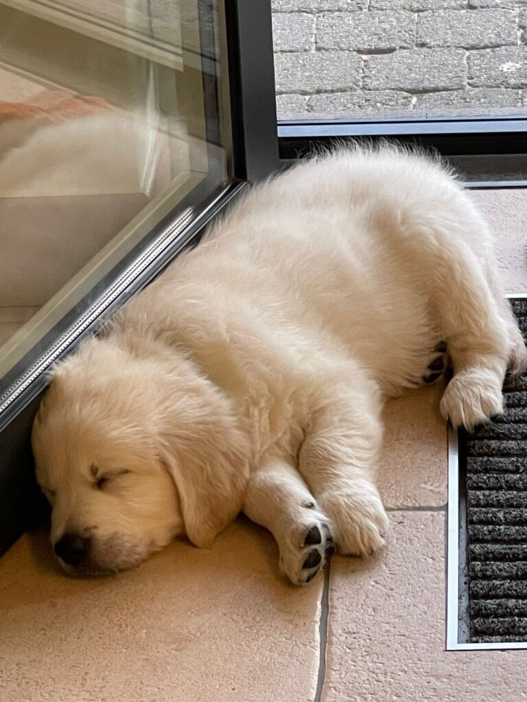 golden retriever puppy sleeping at the kitchen door | Ode2style.com