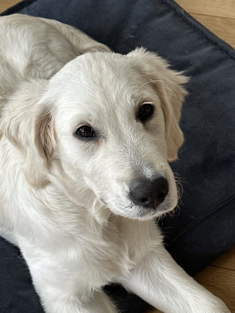 Golden retriever puppy on cushion | Ode2style.com